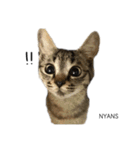 動物愛護団体NYANS〜シンプル編〜（個別スタンプ：9）