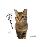 動物愛護団体NYANS〜シンプル編〜（個別スタンプ：11）