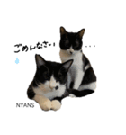 動物愛護団体NYANS〜シンプル編〜（個別スタンプ：12）