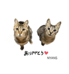 動物愛護団体NYANS〜シンプル編〜（個別スタンプ：13）