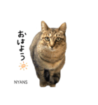 動物愛護団体NYANS〜シンプル編〜（個別スタンプ：14）