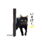 動物愛護団体NYANS〜シンプル編〜（個別スタンプ：16）