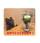 チョコレート色のこたろうくん（個別スタンプ：8）