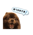 チョコレート色のこたろうくん（個別スタンプ：9）