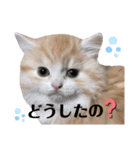スコティッシュフォールドのモナちゃん（個別スタンプ：14）