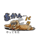 ダックスくんDakkusu desuyo（個別スタンプ：22）