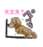 ダックスくんDakkusu desuyo（個別スタンプ：25）
