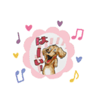 ダックスくんDakkusu desuyo（個別スタンプ：31）
