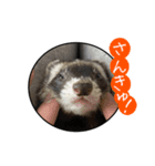猫とフェレット（個別スタンプ：1）