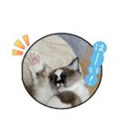 猫とフェレット（個別スタンプ：2）