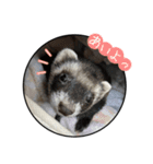 猫とフェレット（個別スタンプ：5）