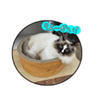 猫とフェレット（個別スタンプ：6）