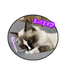 猫とフェレット（個別スタンプ：8）