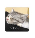うちのネコ。一般的な日常挨拶や返事用（個別スタンプ：2）