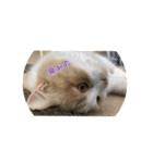 うちのネコ。一般的な日常挨拶や返事用（個別スタンプ：3）