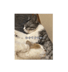 うちのネコ。一般的な日常挨拶や返事用（個別スタンプ：4）