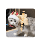 うちのネコ。一般的な日常挨拶や返事用（個別スタンプ：6）