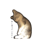 うちのネコ。一般的な日常挨拶や返事用（個別スタンプ：7）