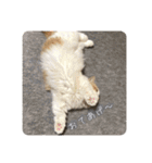 うちのネコ。一般的な日常挨拶や返事用（個別スタンプ：8）