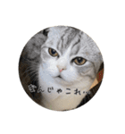 うちのネコ。一般的な日常挨拶や返事用（個別スタンプ：11）