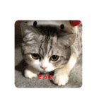 うちのネコ。一般的な日常挨拶や返事用（個別スタンプ：12）