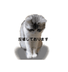 うちのネコ。一般的な日常挨拶や返事用（個別スタンプ：14）