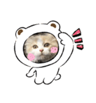 うちのネコ。一般的な日常挨拶や返事用（個別スタンプ：16）