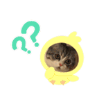 うちのネコ。一般的な日常挨拶や返事用（個別スタンプ：19）