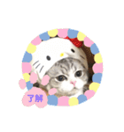 うちのネコ。一般的な日常挨拶や返事用（個別スタンプ：21）
