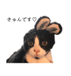 いえのねこvol2（個別スタンプ：4）