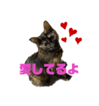 キジトラ、サビ猫ニャンズpart2（個別スタンプ：1）