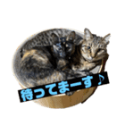 キジトラ、サビ猫ニャンズpart2（個別スタンプ：3）