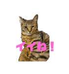 キジトラ、サビ猫ニャンズpart2（個別スタンプ：5）