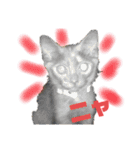 キジトラ、サビ猫ニャンズpart2（個別スタンプ：6）