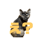 キジトラ、サビ猫ニャンズpart2（個別スタンプ：8）