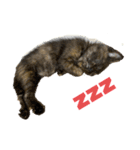 キジトラ、サビ猫ニャンズpart2（個別スタンプ：11）