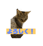 キジトラ、サビ猫ニャンズpart2（個別スタンプ：12）