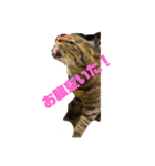 キジトラ、サビ猫ニャンズpart2（個別スタンプ：14）