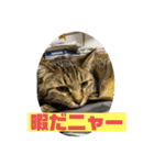 キジトラ、サビ猫ニャンズpart2（個別スタンプ：16）