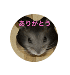 ハムスター NEO（個別スタンプ：2）