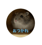 ハムスター NEO（個別スタンプ：5）