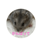 ハムスター NEO（個別スタンプ：11）