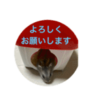 ハムスター NEO（個別スタンプ：12）
