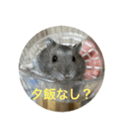 ハムスター NEO（個別スタンプ：16）