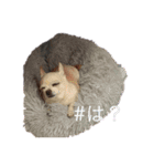 れねち。（個別スタンプ：14）