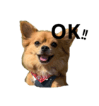 愛犬ぺるぷぅ（個別スタンプ：1）