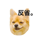 愛犬ぺるぷぅ（個別スタンプ：3）