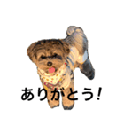愛犬ぺるぷぅ（個別スタンプ：4）