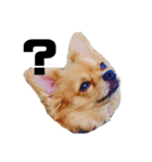 愛犬ぺるぷぅ（個別スタンプ：5）