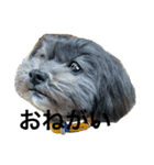 愛犬ぺるぷぅ（個別スタンプ：8）